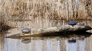 Two turtles rest on opposite ends of a floating log, basking in the sun. The water of a coastal marsh ripples around them.