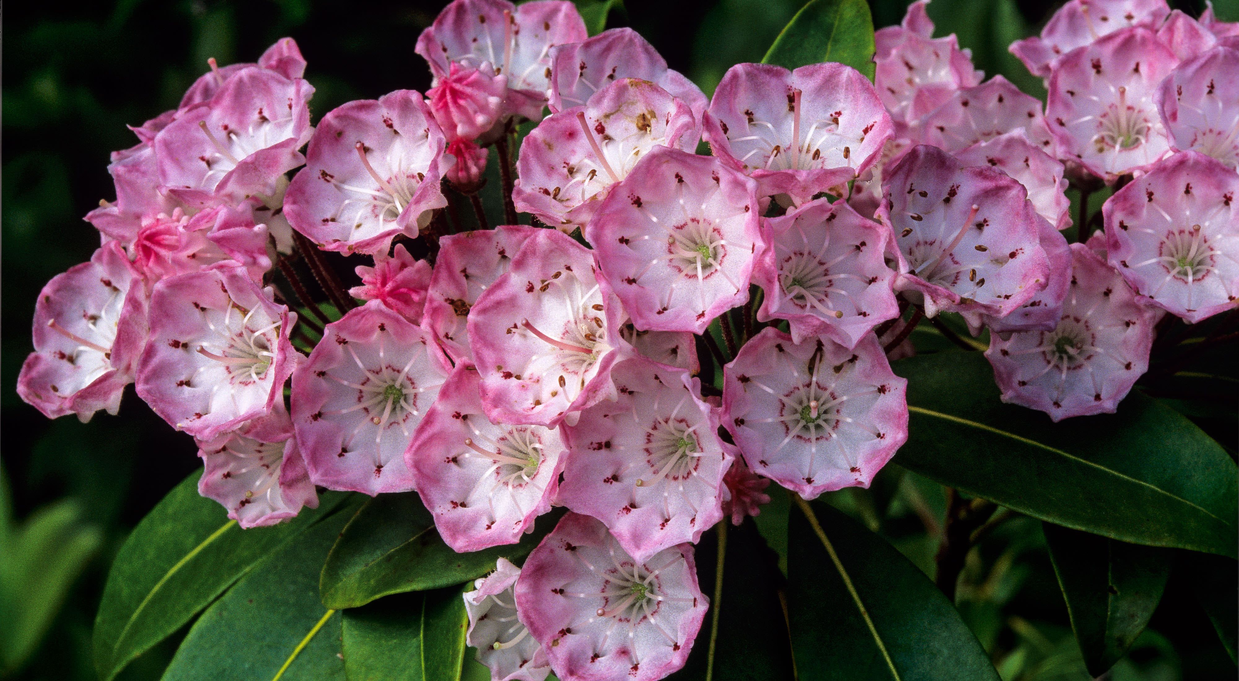Close up view of mountain laurel in bloom. A cluster of small bowl shaped blossoms with white interiors that bloom into a deep shade of pink at the edges.