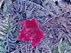 frosty red leaf laying on a frost covered forest floor