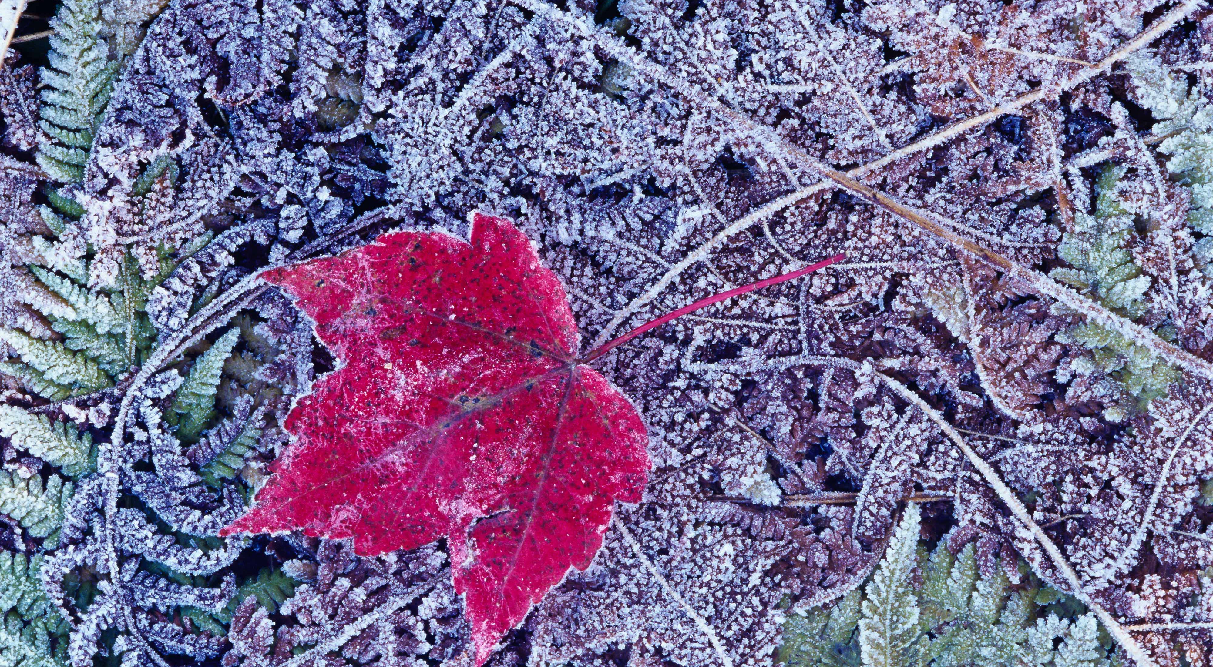 a frosty red leaf laying on a frost covered forest floor