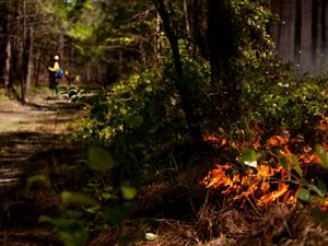 A low intensity fire burns in the underbrush of Piney Grove Preserve. In the distance a man wearing yellow fire gear stands on a dirt road monitoring the fire line.