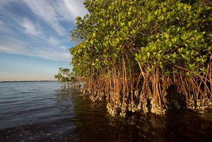 Mangles en la costa en Charlotte Harbor