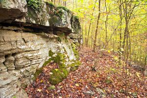 A limestone and rocks in the middle of a dense forest of thin trees with yellow and green leaves, with the forest floor covered with red and brown leaves.