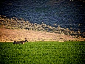 Agricultural lands provide valuable habitat for wildlife like deer 