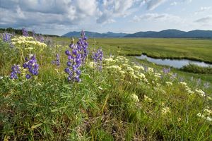 Purple camas flowers and wetlands with mountains in distance.