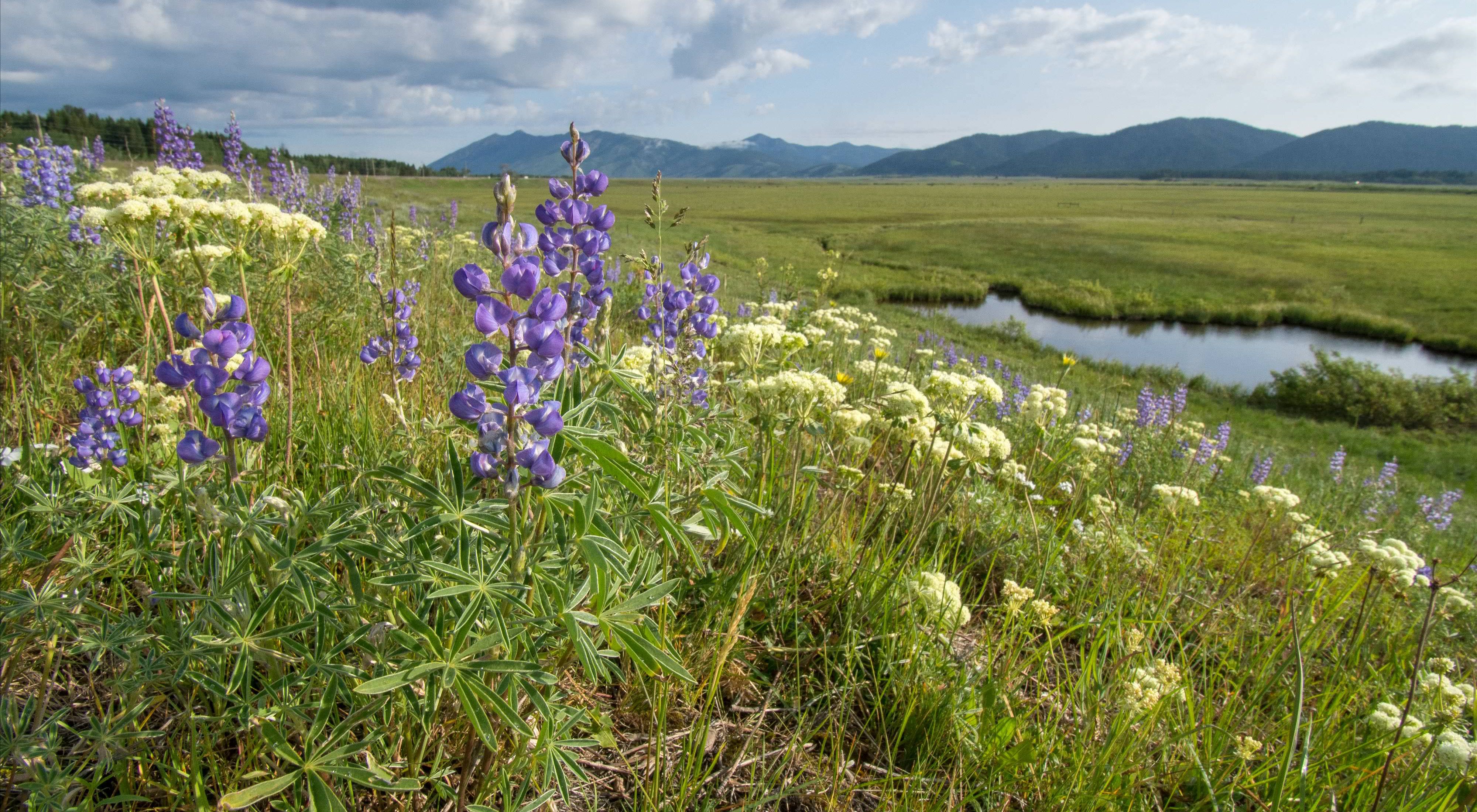 Purple camas flowers and wetlands with mountains in distance.