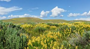 Landscape view of a vast field of yellow flowers blooming in a prairie with hills in the background.