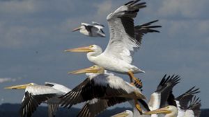 A flock of white pelicans takes flight at Emiquon.