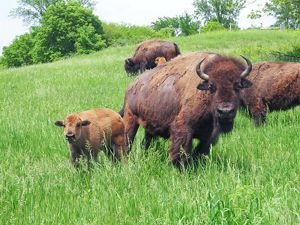 A bison mother and calf standing in tall green grass looking at the camera.