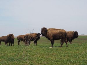 A herd of bison at Dunn Ranch Prairie.