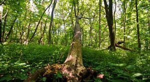 Shaded forest understory and tree trunks with green foliage pictured on a summer day.
