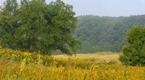 Brilliant golden wildflowers decorate a rolling prairie lined by groves of trees in summer.