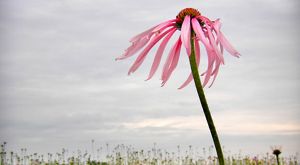 Close-up of a pale purple coneflower in a field.