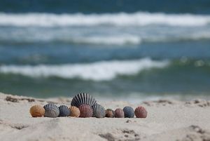A close-up view of a collection of multicolored seashells neatly lined up on the sand of a beach with waves from the ocean visible in the background.