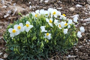 Dwarf bear poppy flowers.