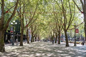  Trees line an urban walkway in Pioneer Square in Seattle.