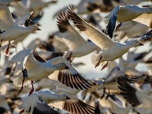 Closeup of a flock of snow geese in flight.