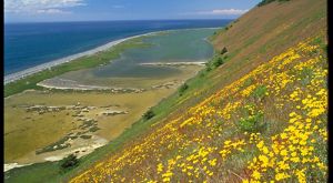 Expansive view of blue sea in the distance with a lagoon below and a steep bluff covered by yellow wildflowers in the foreground.