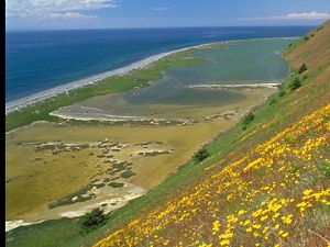 Expansive view of blue sea in the distance with a lagoon below and a steep bluff covered by yellow wildflowers in the foreground.