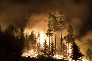 Tall trees standing in the middle of a fire. 