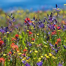 Brightly colored wildflowers from a Seattle park.