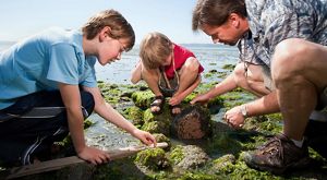 Un padre se arrodilla en una zona de mareas con rocas cubiertas de algas mientras sus dos hijos voltean una roca y buscan animalitos.