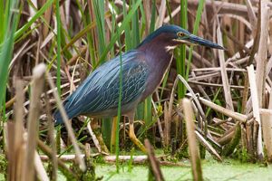 A gray-green and brown wading bird walking through marsh grasses.