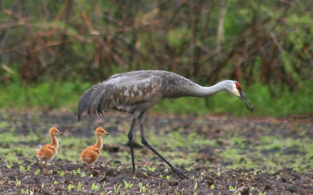 A large, gray adult crane walking through mud, followed by two fuzzy brown chicks.