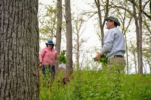 Two volunteers pulling garlic mustard in a forest. 