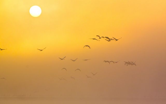 Birds flying in the distance against an orange sunrise.