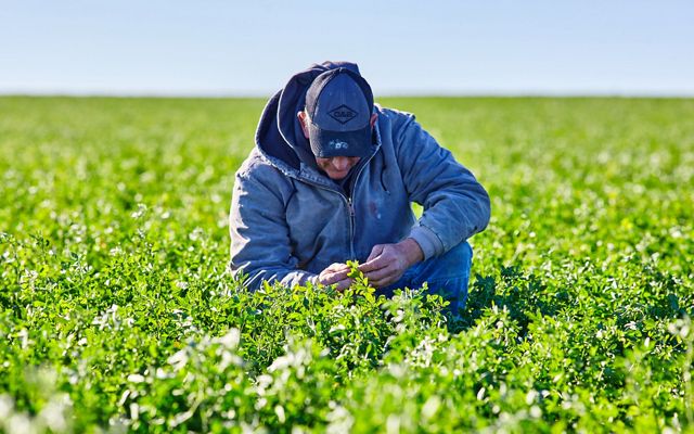 A farmer crouches in a farm field and admires his cover crops.