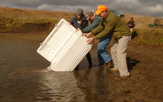 Three individuals tip over a white cooler in a pond releasing small minnows into the water. 