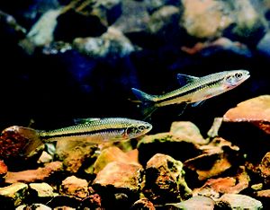 Two Topeka shiners – small, silver fish with bright blue fins – swim along the rocky creekbed