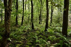 Several ferns and tall thin trees grow across a forest floor