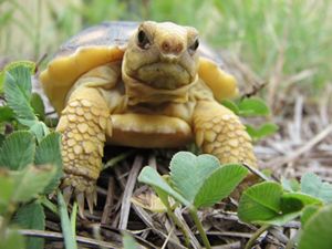 Close up of a gopher tortoise hatchling in grass.