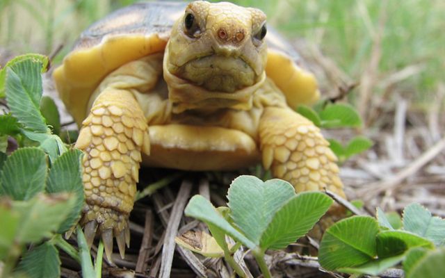 Close up of a gopher tortoise hatchling in grass.