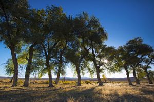 A grove of trees under a deep blue cloudless sky.