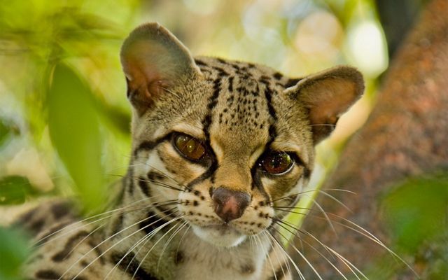 A small wild cat with big eyes, long whiskers and a leopard-like pattern looks around in a tropical rainforest.
