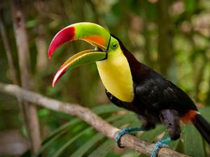 A vibrantly colored keel-billed toucan perches on a branch in  forest.