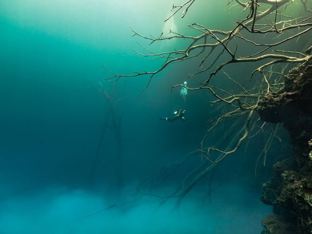 Diver exploring sunken trees amid clouds of particulate matter in Mystic Pool, Cara Blanca Pools, Belize