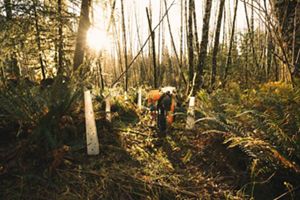 Person planing trees in a forest.