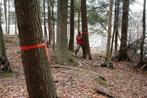 A man in a bright orange vest ties orange ribbons around selected trees in a forest.