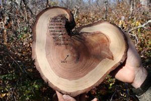 A close up of a slice of tree showing the rings. Years are marked from 1821 when the tree sprouted to 1922 showing where fires have altered the tree's growth.