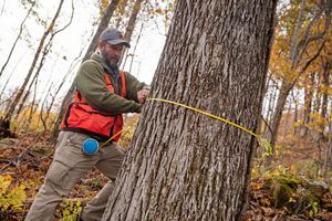 A man holds a measuring tape around a large tree.