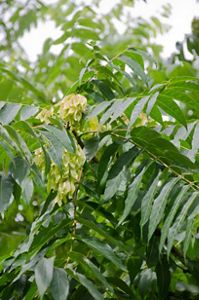 Invasive plant species tree of heaven with flowers producing foul scent.