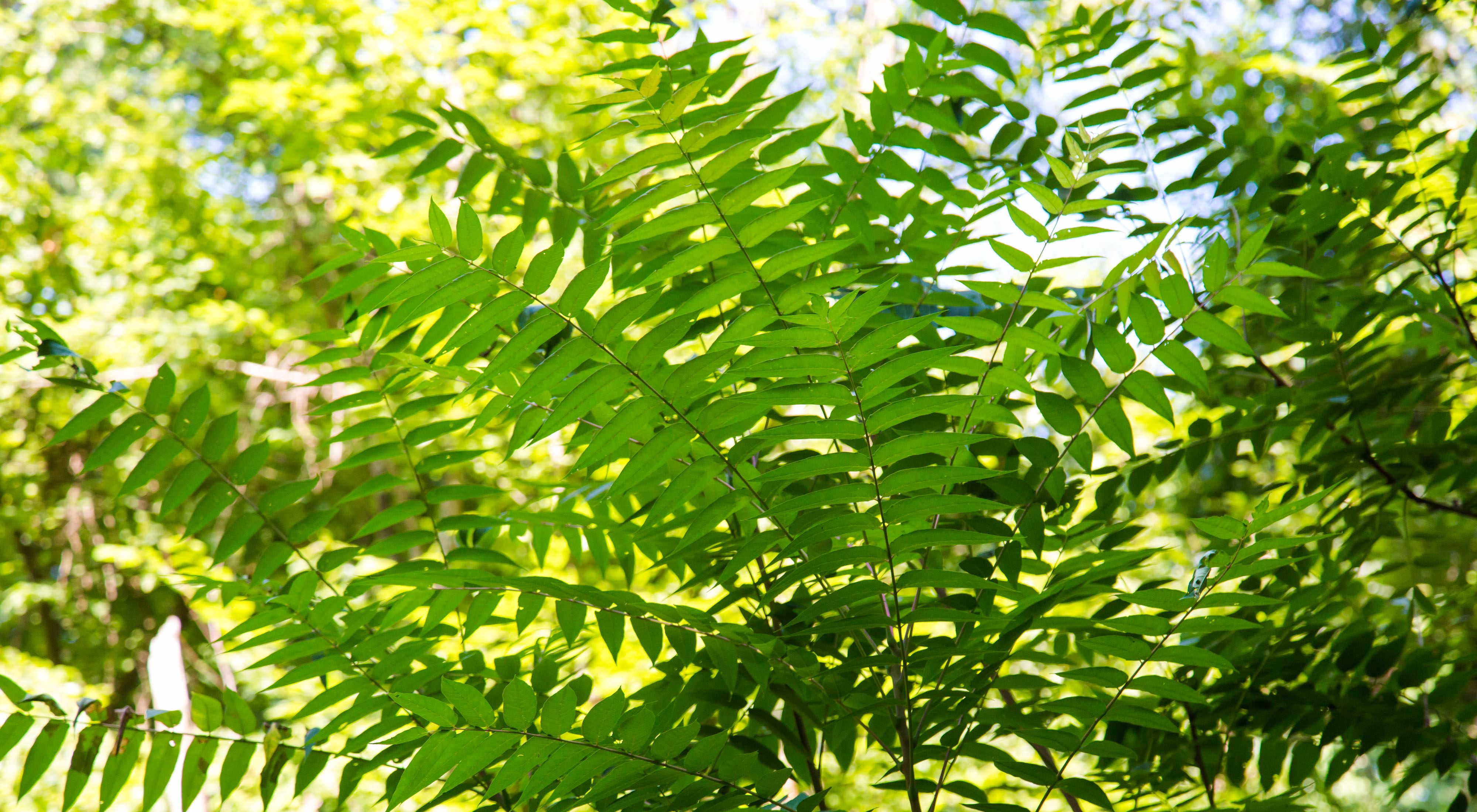 A close up of tree of heaven, an invasive species, showing its pinnately compound leaves.