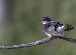 A blue tree swallow is perched on a branch.