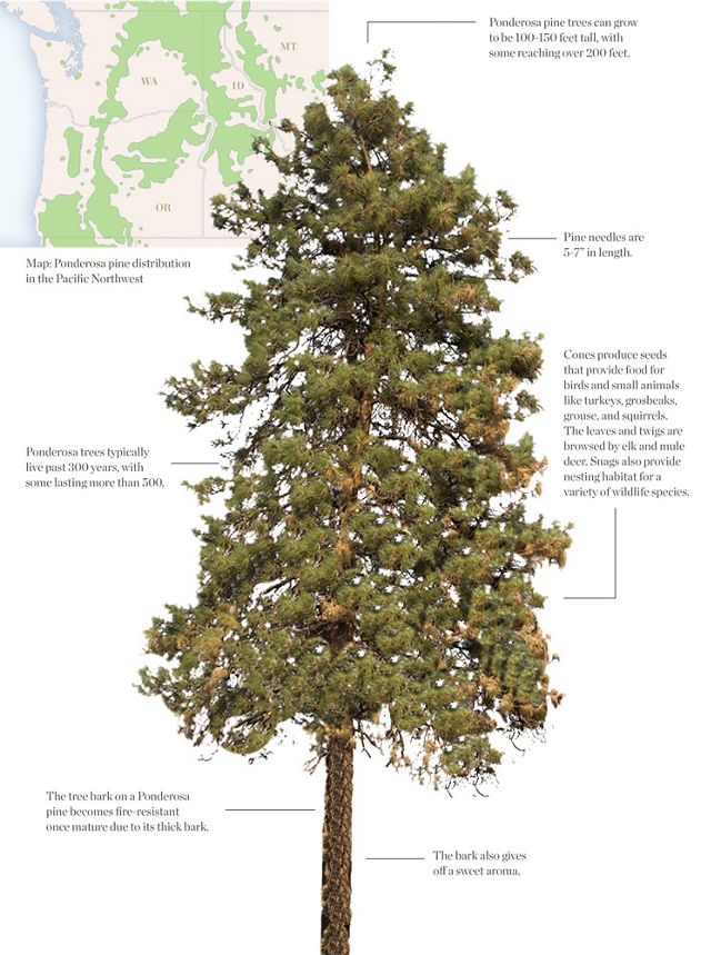 Ponderosa Pine map and details