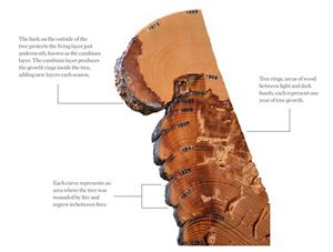 Illustration showing a cross section from a tree with text describing the history of fire told by its rings and burn scars.