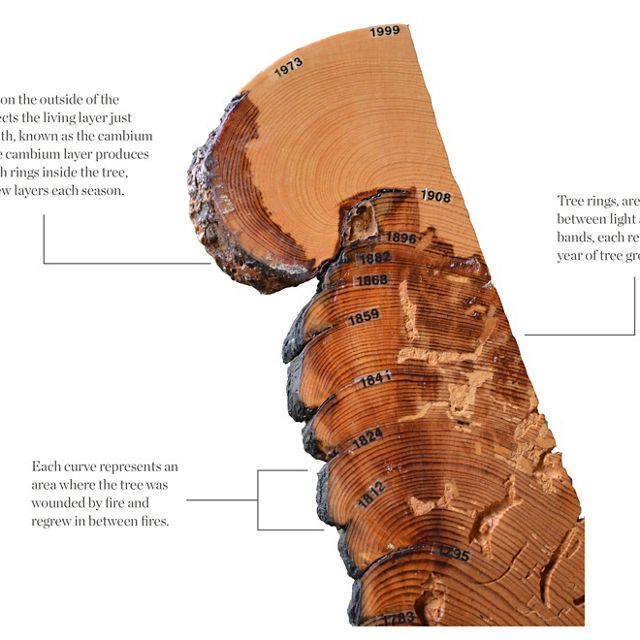 Tree Ring Showing Fire History
